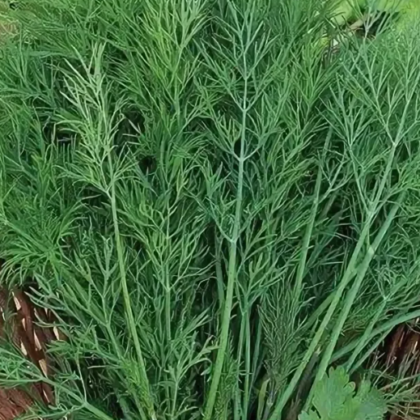 Укроп душистый